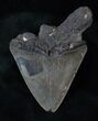 Bargain Fossil Megalodon Tooth #13074-1